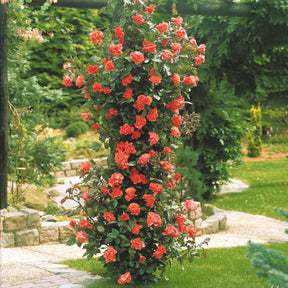 Rosa metanoia - Rosier grimpant Métanoïa - Rosiers grimpants