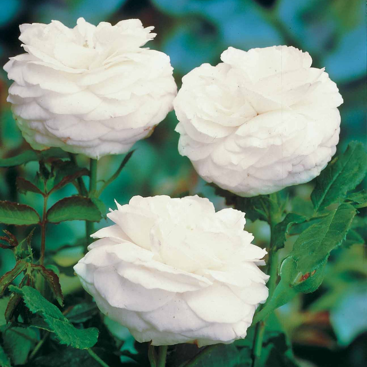 Rosier botanique Boule de Neige - Rosa boule de neige - Willemse