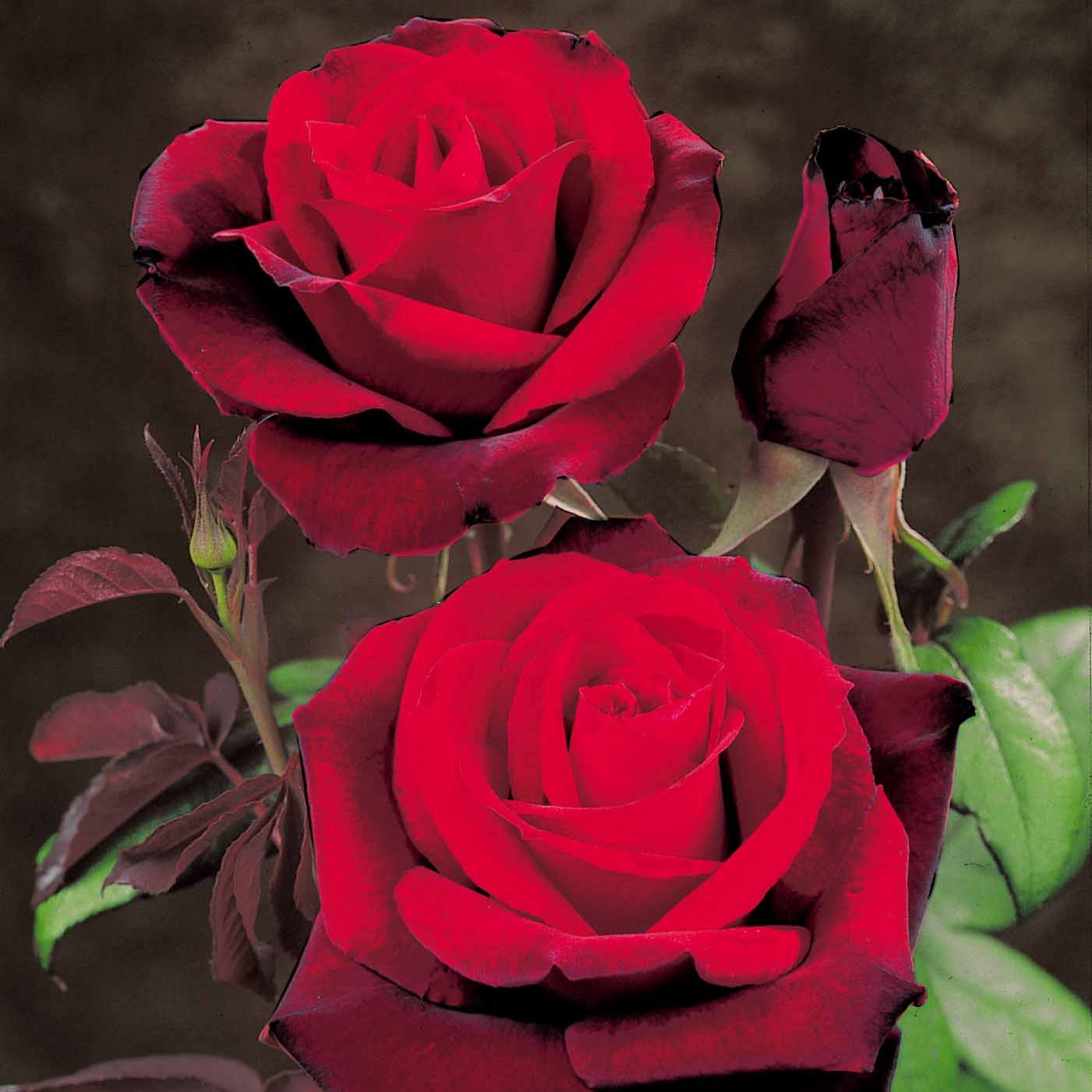 Rosa Barkarole - Rosier buisson Barkarole - Rosiers buisson