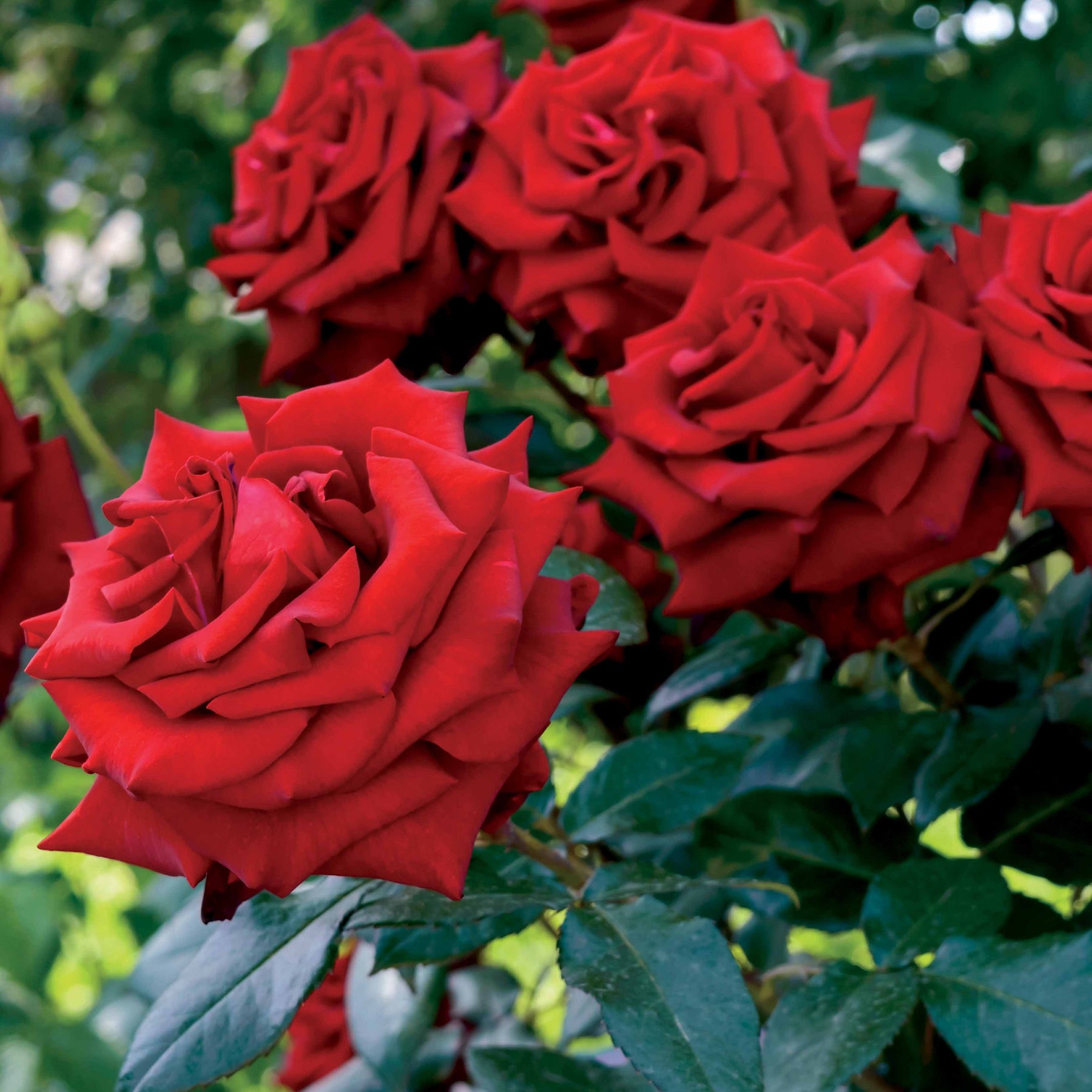 Rosier buisson rouge vif - Willemse