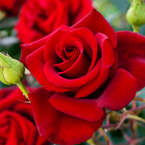 Rosa - Rosier buisson rouge vif - Rosiers buisson