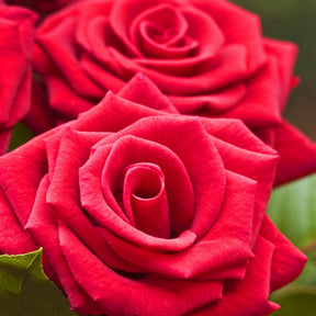 Rosiers buisson - Rosier buisson rouge vif - Rosa