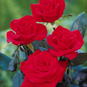 Rosa oklahoma - Rosier Oklahoma - Rosiers buisson