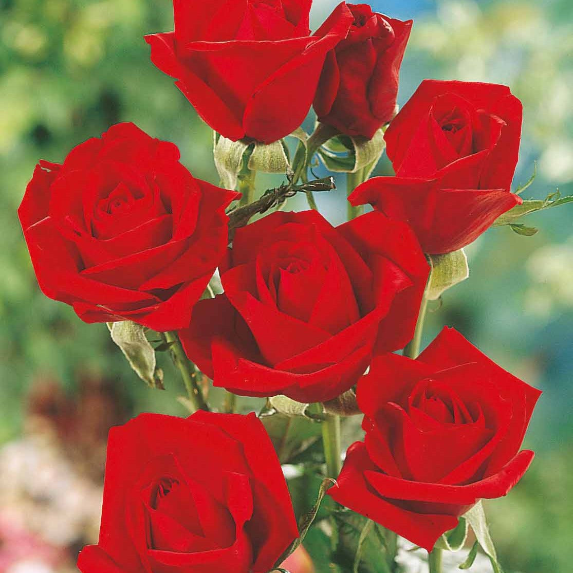 Rosiers buisson - Rosier Oklahoma - Rosa oklahoma
