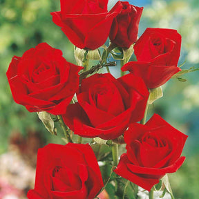 Rosiers buisson - Rosier Oklahoma - Rosa oklahoma