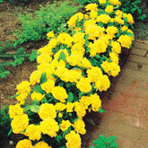 3 Mini-rosiers Randilla jaune - Willemse