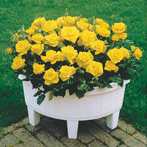 Rosiers nains - Collection de 3 mini-rosiers Randilla : rouge, jaune , rose - Rosa randilla