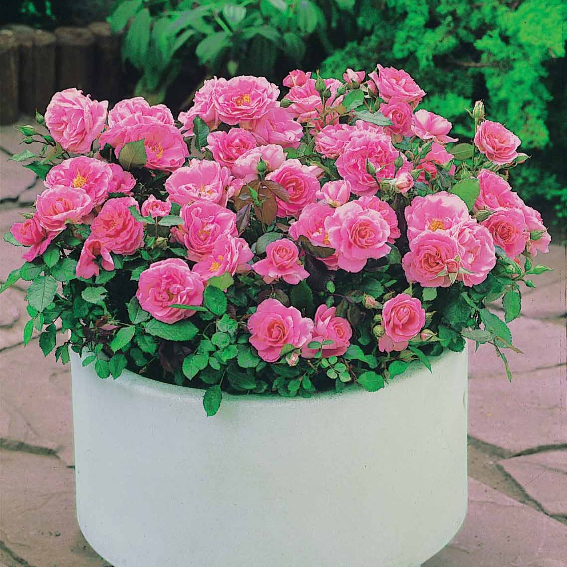 3 Mini-rosiers Randilla rose - Rosa randilla - Willemse