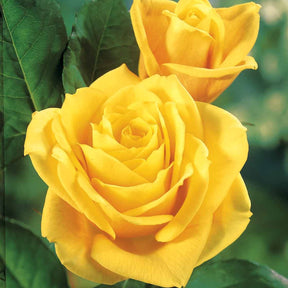 Rosiers buisson - Rosier Hadangel - Rosa hadangel