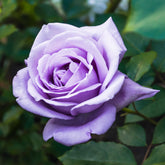 Rosier buisson violet - Willemse