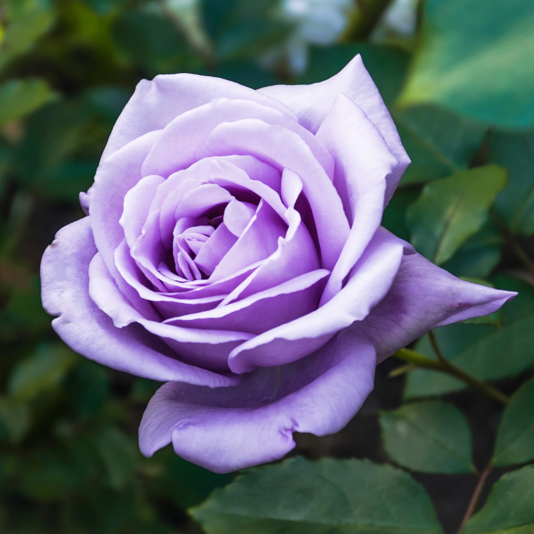 Rosier buisson violet - Willemse