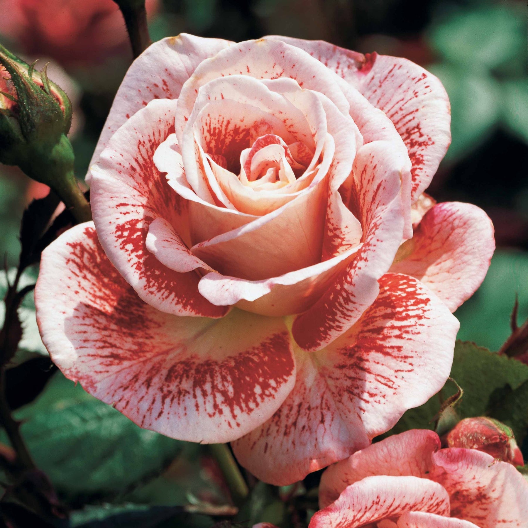 Rosier buisson Famosa - Rosa Famosa - Willemse