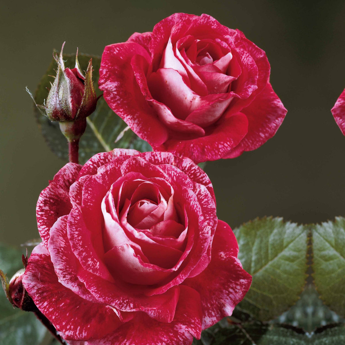 Rosier buisson Famosa - Willemse