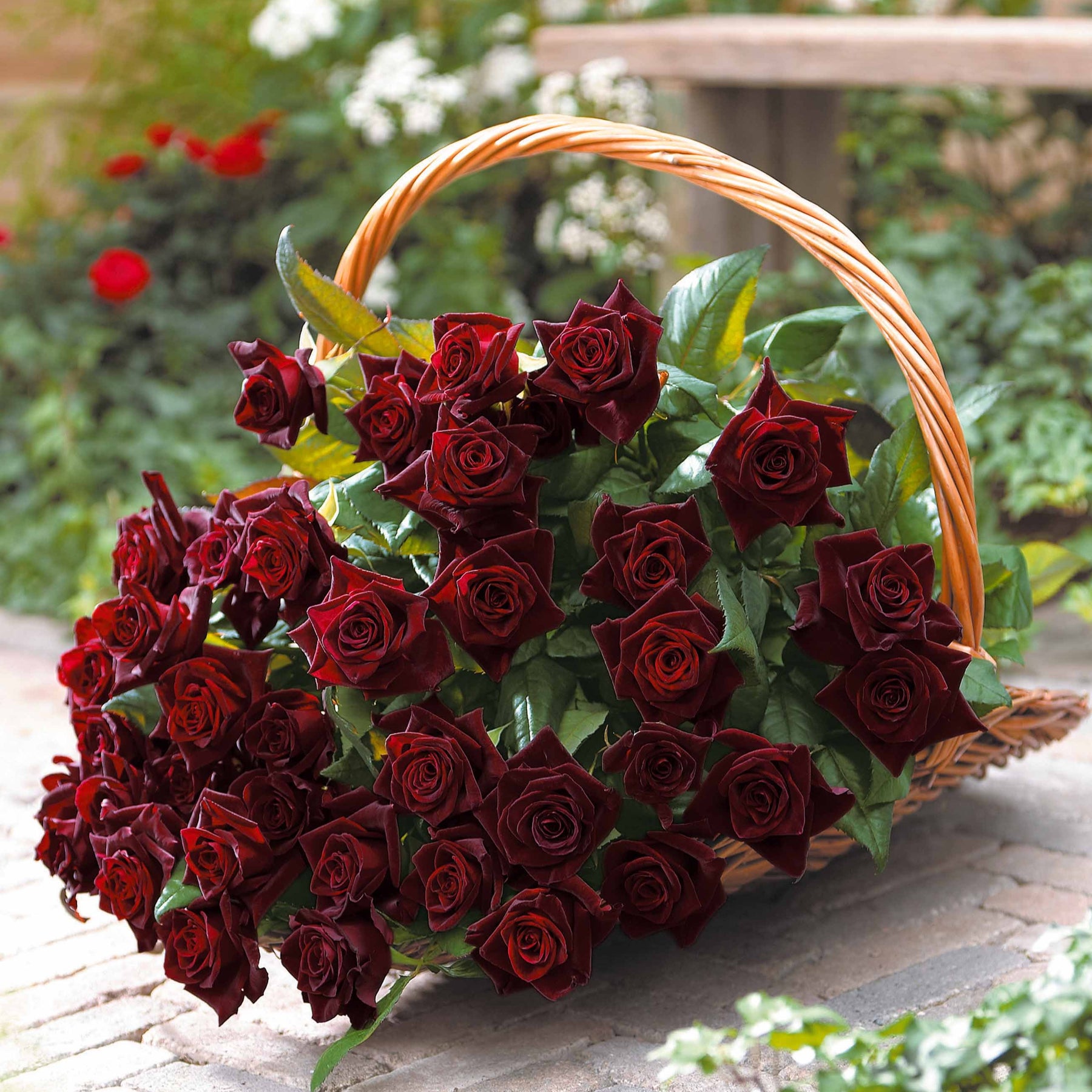 Rosa Black Baccara ® - Rosier buisson Black Baccara ® Meidebenne - Rosiers à grandes fleurs