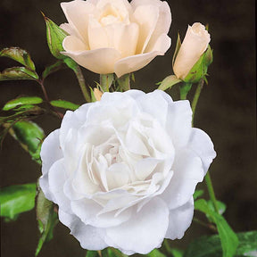 Rosier arbuste Korbin - Rosa korbin - Willemse