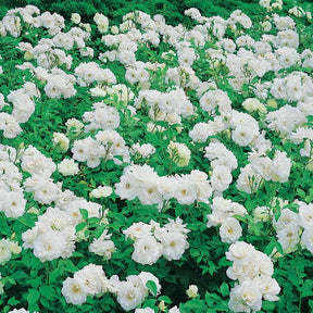 Rosa floribunda princesse de galles ® hardinkum - Rosier Princesse de Galles ® Hardinkum - Rosier couvre-sol