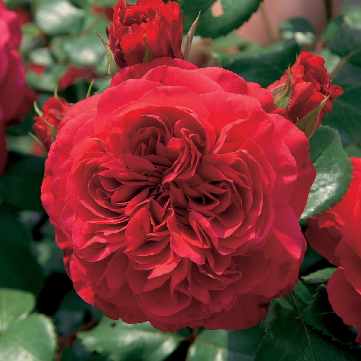 Rosier floribunda Red Leonardo da Vinci ® Meiangele - Rosa floribunda Red Leonardo Da Vinci ® Meiangele - Willemse