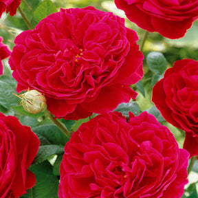 Rosiers à fleurs groupées polyantha - Rosier floribunda Red Leonardo da Vinci ® Meiangele - Rosa floribunda Red Leonardo Da Vinci ® Meiangele