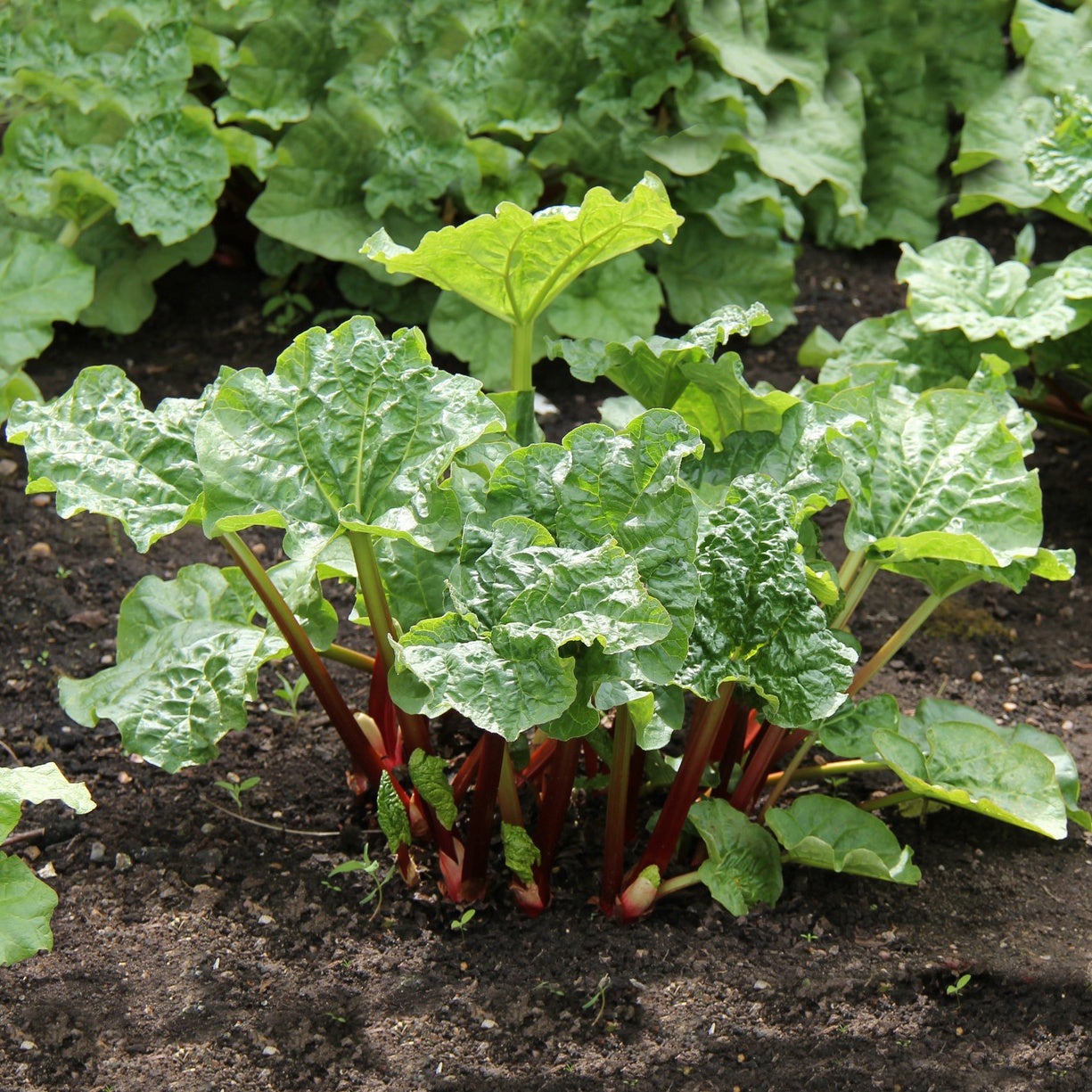 Rheum rhabarbarum - Rhubarbes - Rhubarbe