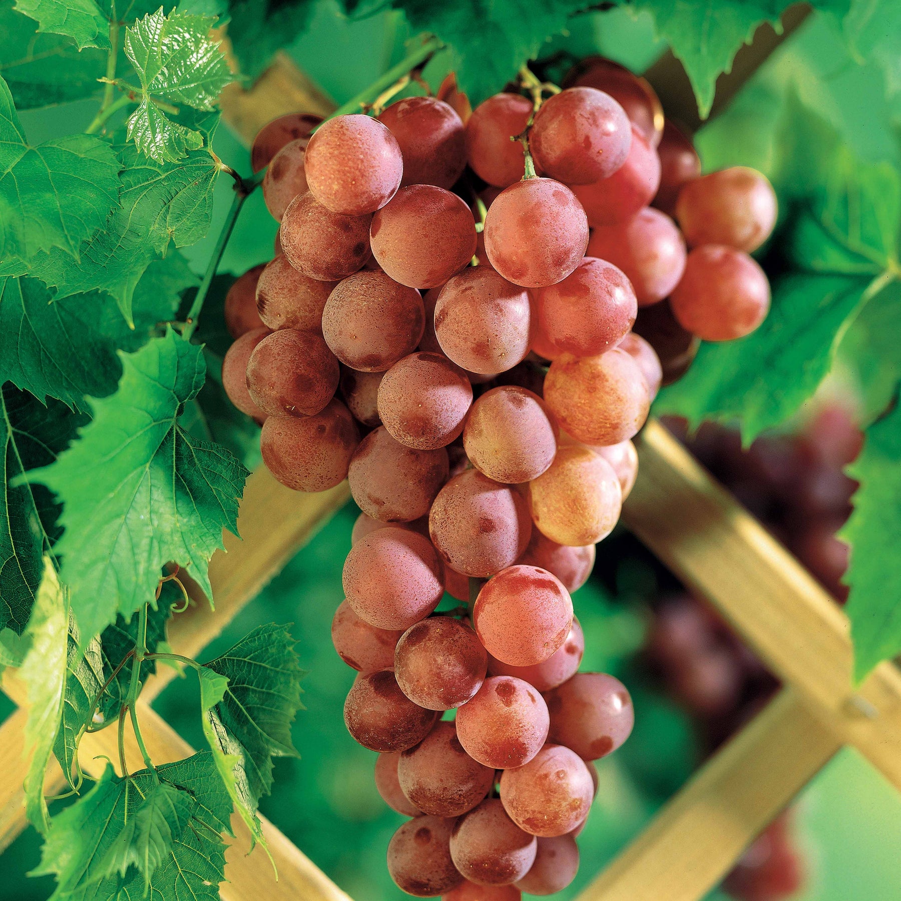Vitis vinifera Chasselas rose - Vigne Chasselas rose - Vigne