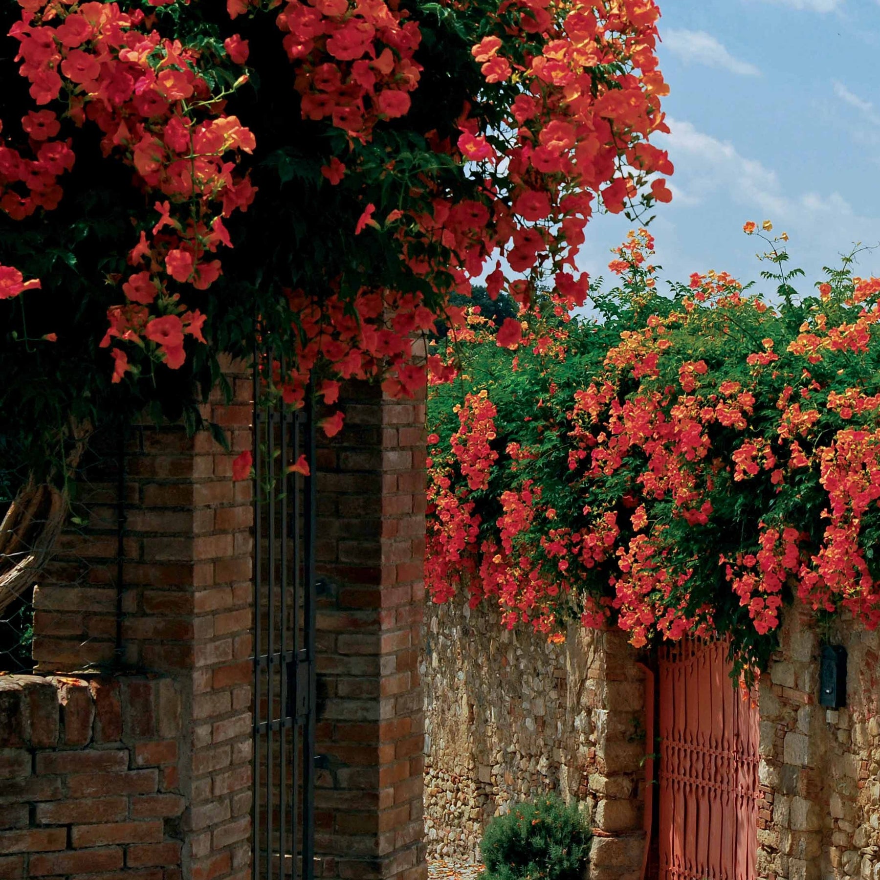 Bignone - Bignone Madame Galen - Campsis radicans x tagliabuana Madame Galen
