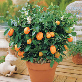 Arbres fruitiers exotiques - Kumquat - Fortunella margarita
