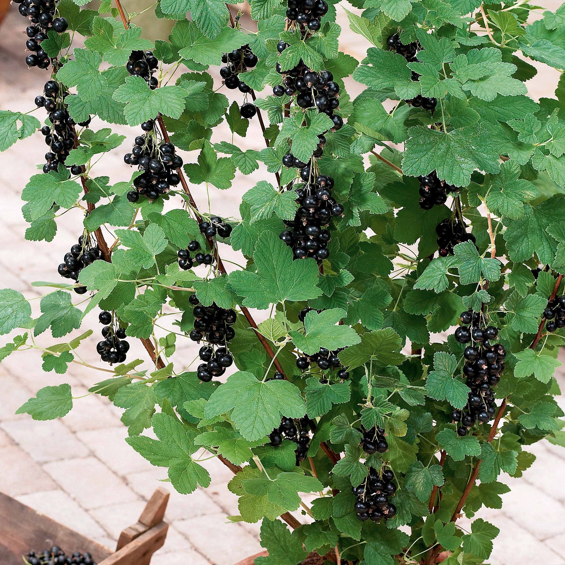 Vente Cassissier à gros fruits Andega - Ribes nigrum 'andega'
