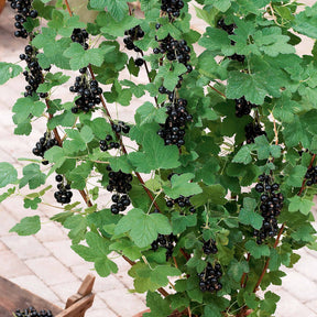 Vente Cassissier à gros fruits Andega - Ribes nigrum 'andega'