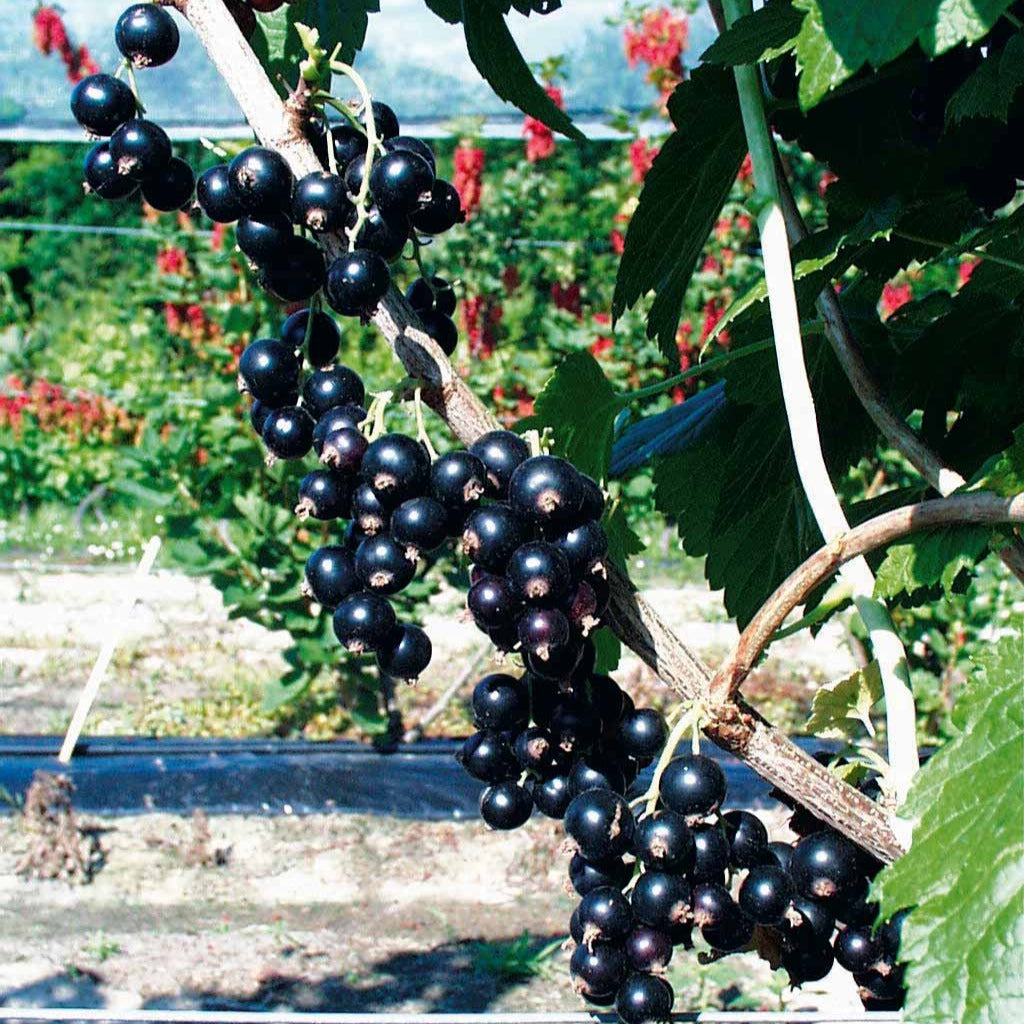 Vente Cassissier à gros fruits Andega