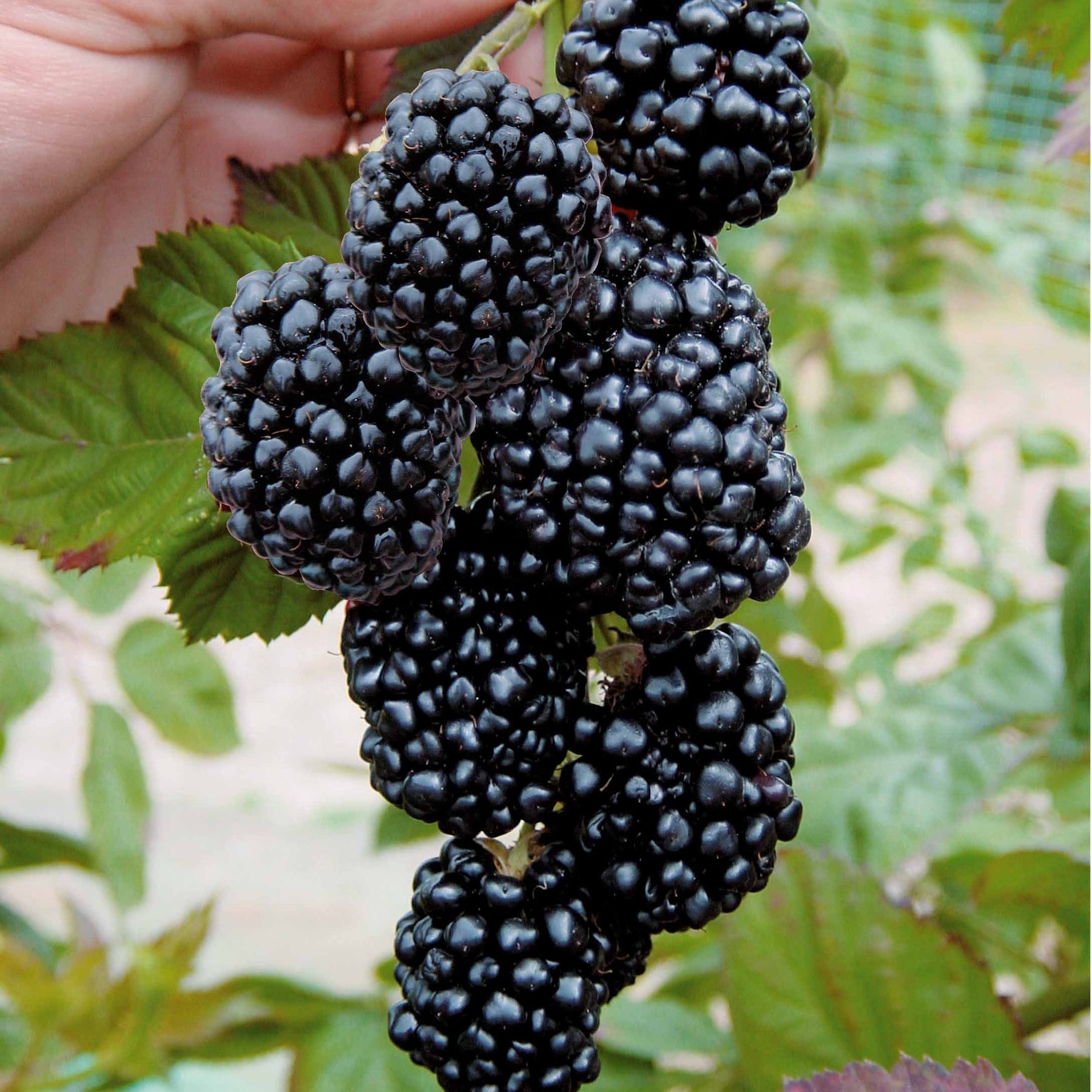 Mûrier aux fruits géants Triple Crown - Willemse