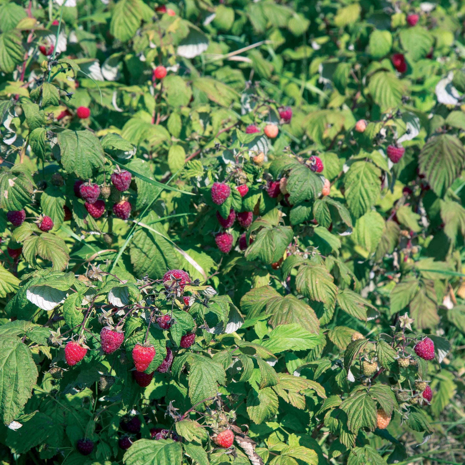Rubus idaeus Heritage - Framboisier remontant Heritage - Framboisier