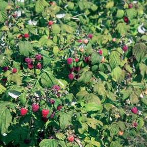 Rubus idaeus Heritage - Framboisier remontant Heritage - Framboisier