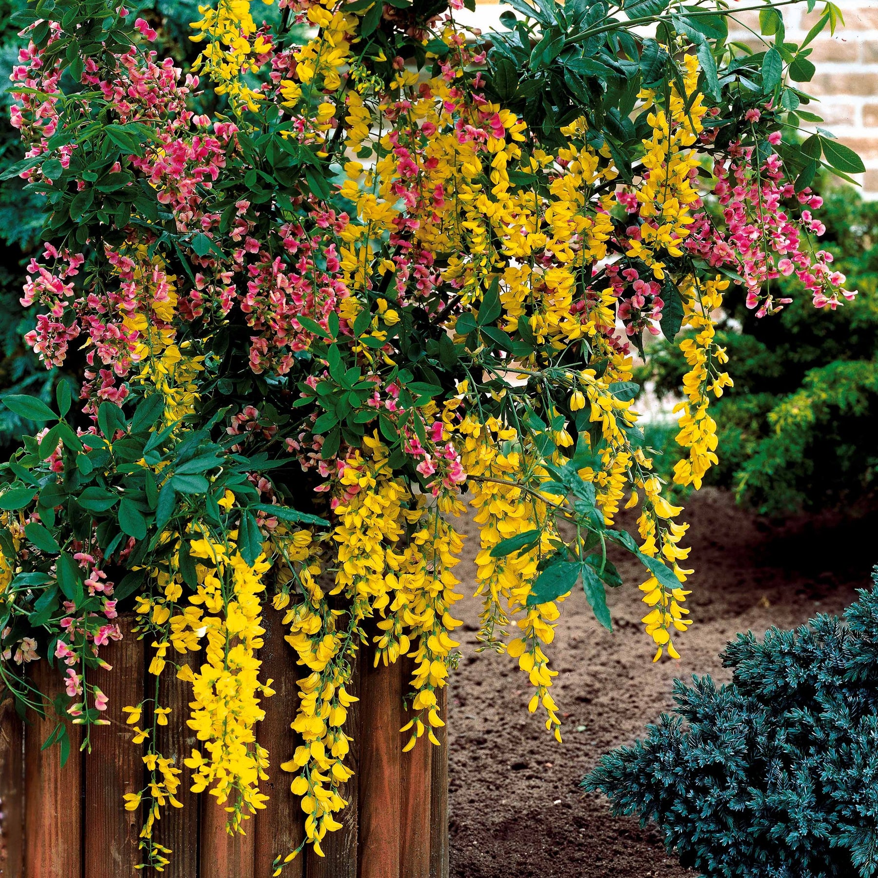 Cytise bicolore - Laburnocytisus adamii - Willemse