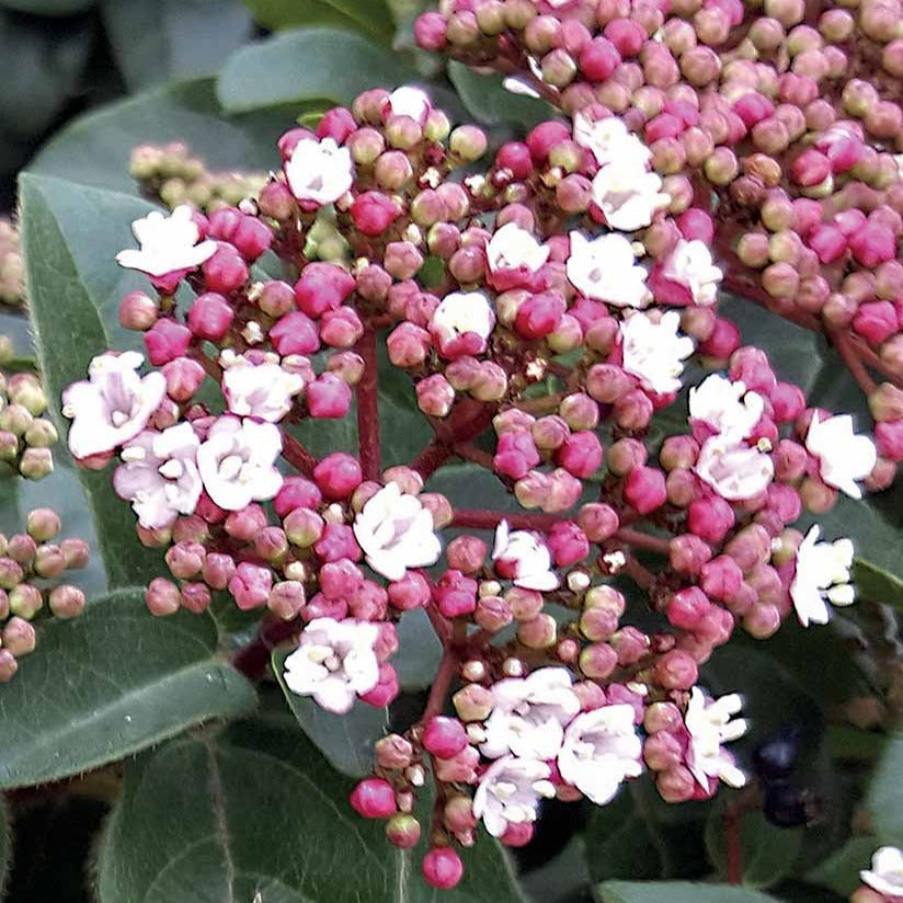 Viornes - Viorne naine Spirit - Viburnum tinus Spirit