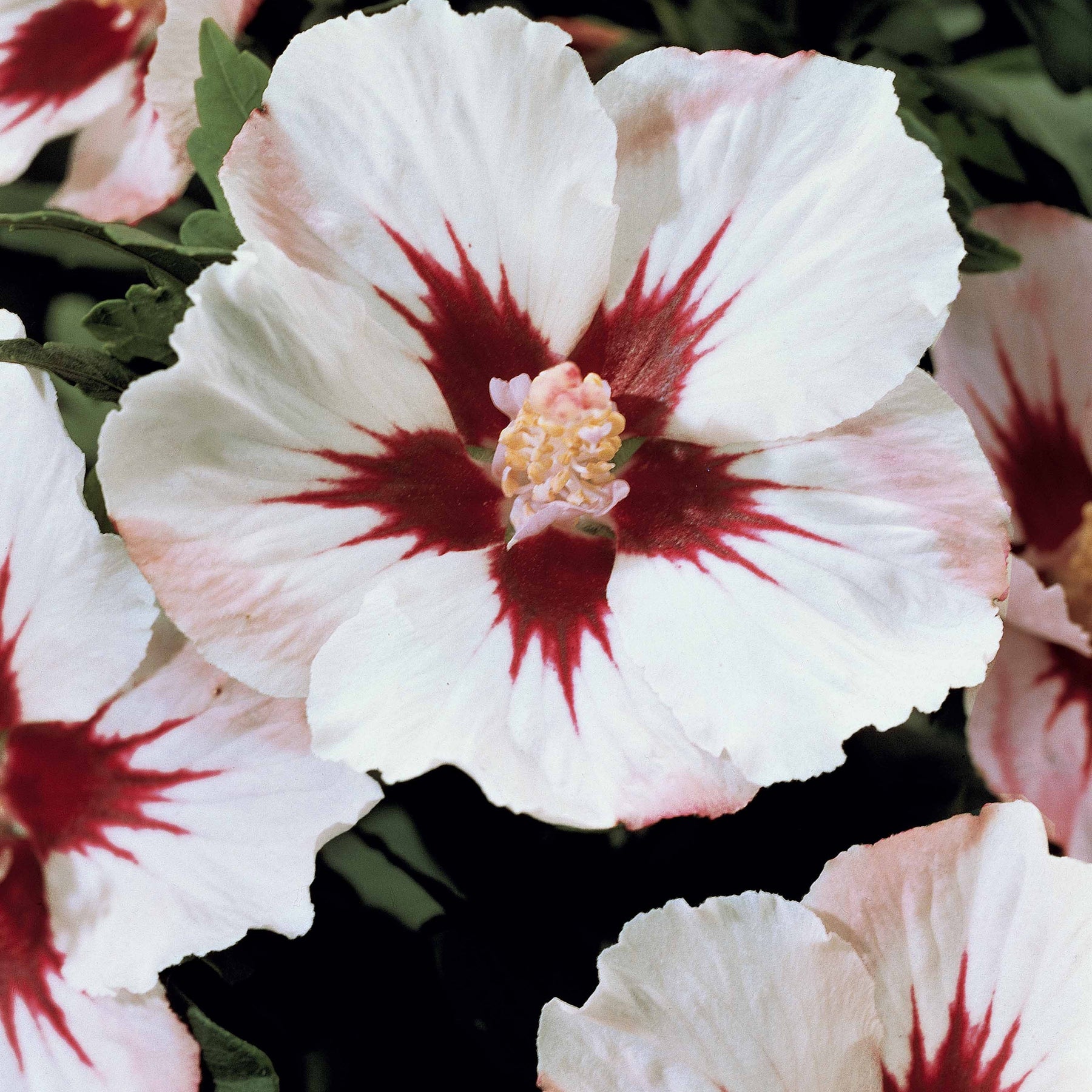 Hibiscus syriacus - Hibiscus de jardin sur tige blanc/rouge - Hibiscus