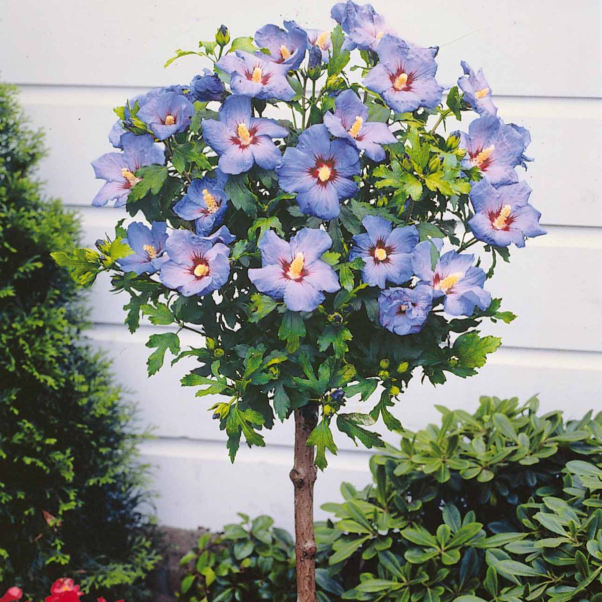 Hibiscus de jardin sur tige bleu - Willemse