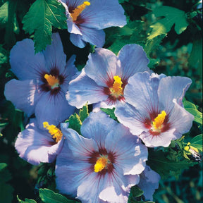 Hibiscus syriacus - Hibiscus de jardin sur tige bleu - Hibiscus