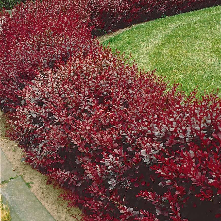 Berberis thunbergii Atropurpurea - Haie de Berberis rouges - Berberis