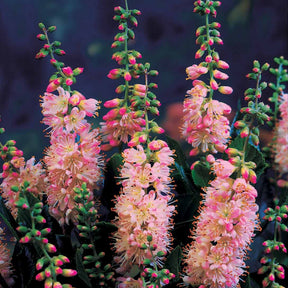 2 Clethras à feuilles d'aulne - Clethra alnifolia - Willemse
