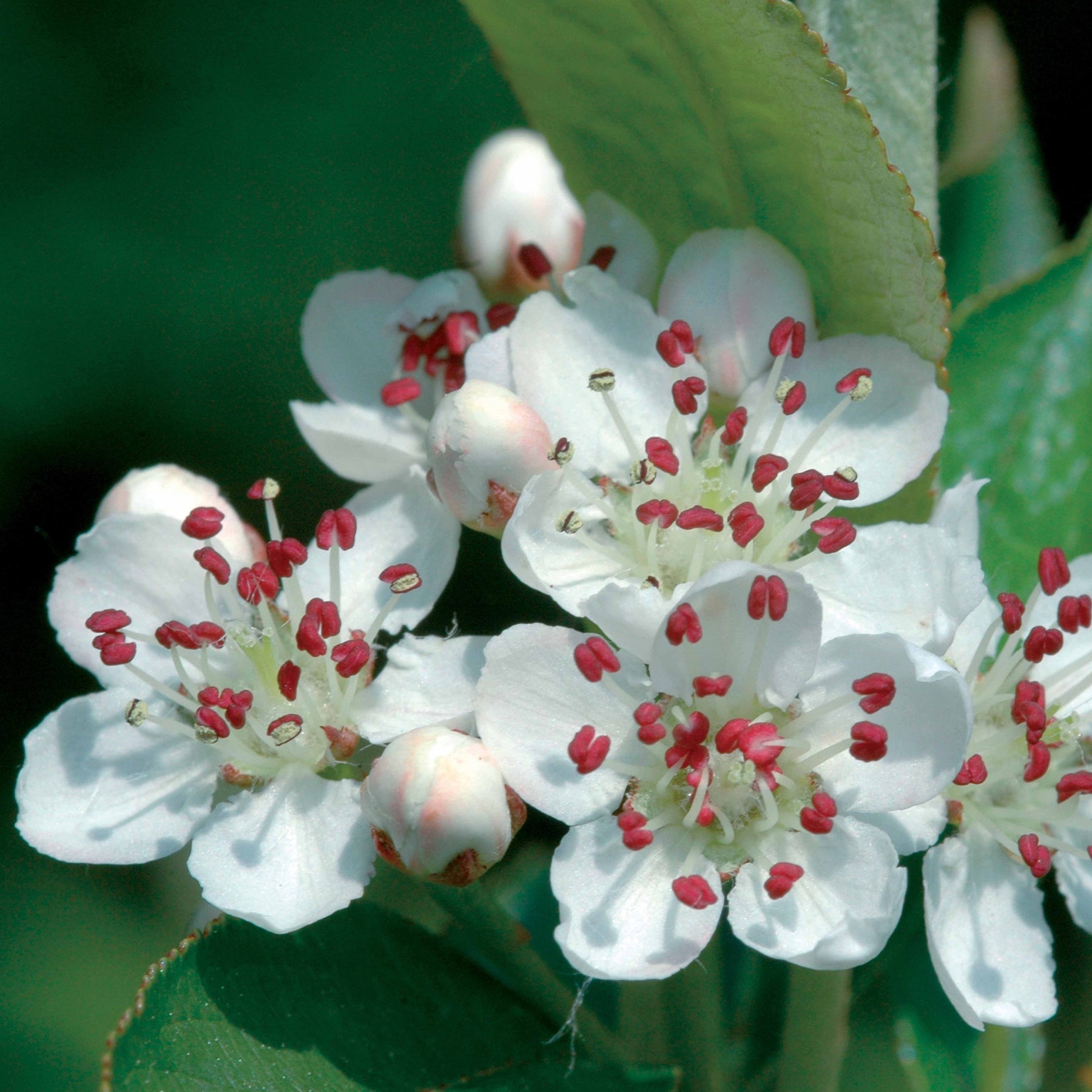 Vente Aronia viking