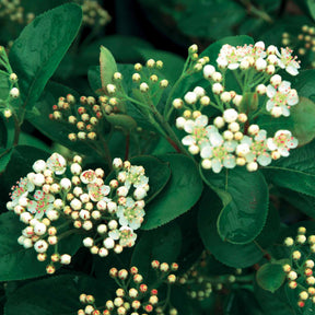 Aronia - Aronia viking - Aronia melanocarpa viking