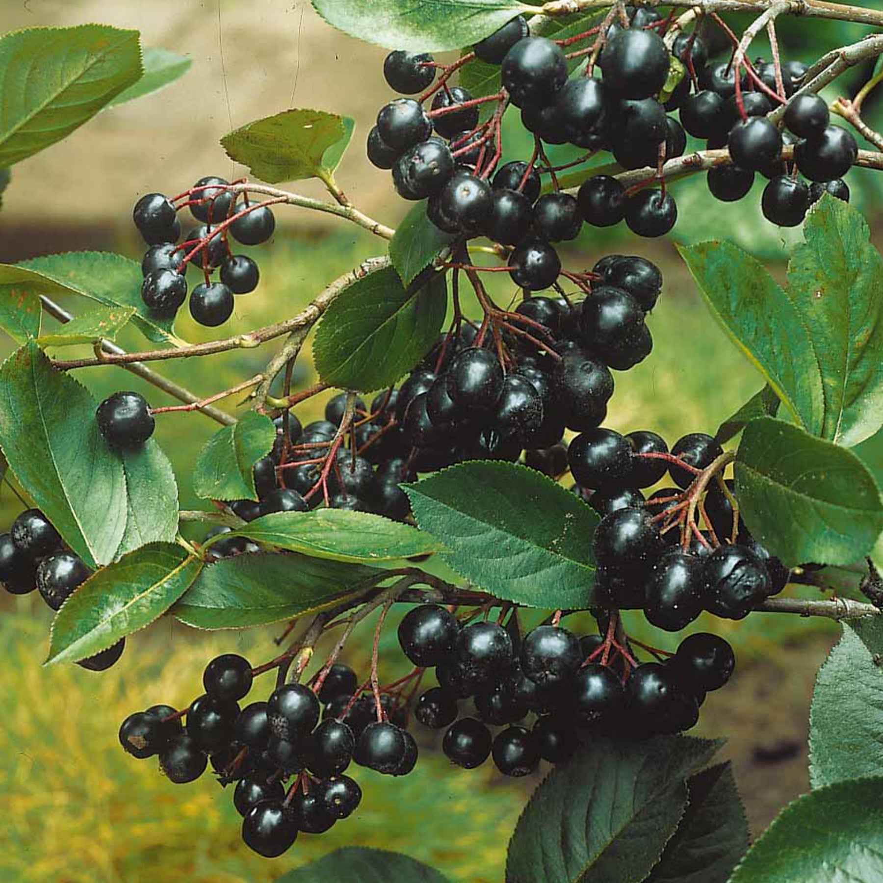 Vente Aronia viking - Aronia melanocarpa viking
