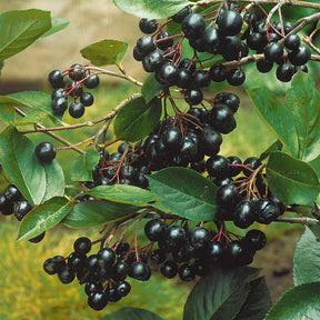 Vente Aronia viking - Aronia melanocarpa viking