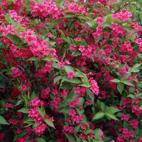 Weigela florida Bristol Ruby - Weigelia Bristol Ruby - Weigelias