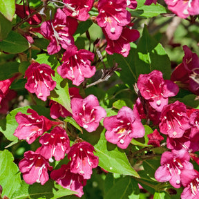 Weigelias - Weigelia Bristol Ruby - Weigela florida Bristol Ruby