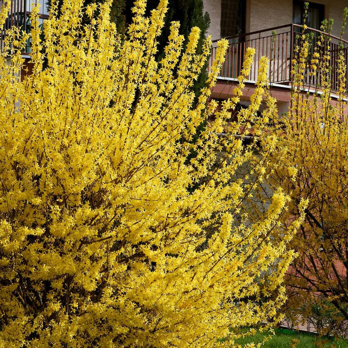 Collections d'arbustes - Collection de 2 arbustes : Forsythia et Arbre de Judée - Cercis siliquastrum et forsythia x intermedia spectabilis