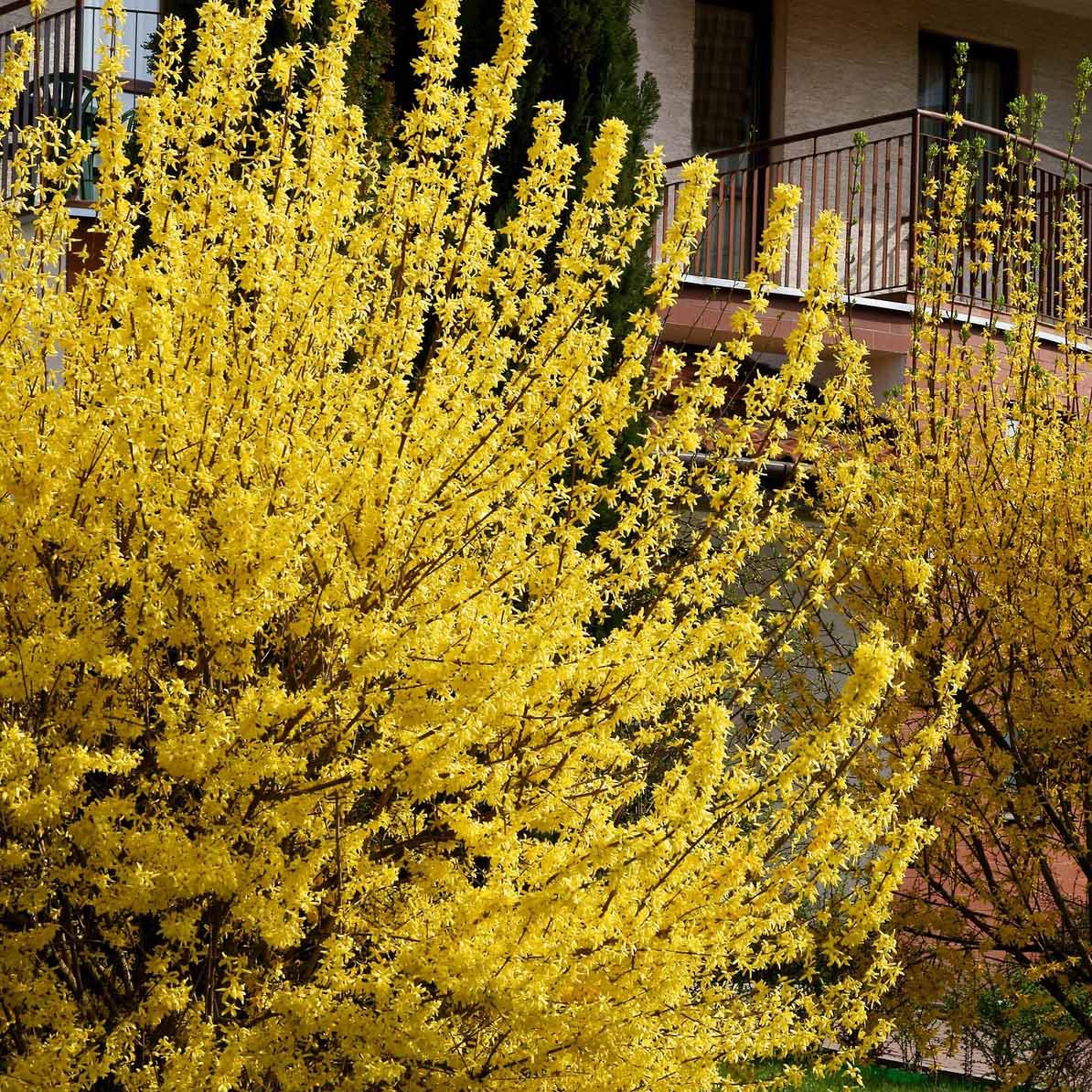 Collections d'arbustes - Collection Haie printanière - 4 arbustes - Photinia, Forsythia, Spireae Grefsheim , Chaneomeles