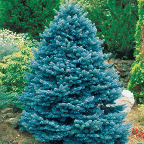 Conifères - Sapin bleu - Picea pungens maculata