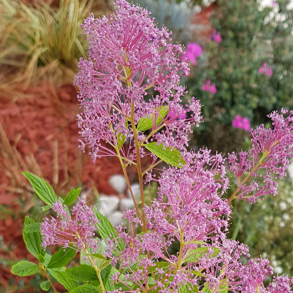 Céanothes - Lilas de Californie - Céanothe Marie Simon - Ceanothus x pallidus marie simon