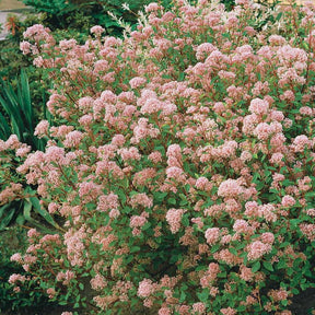 Vente Céanothe Marie Simon - Ceanothus x pallidus marie simon